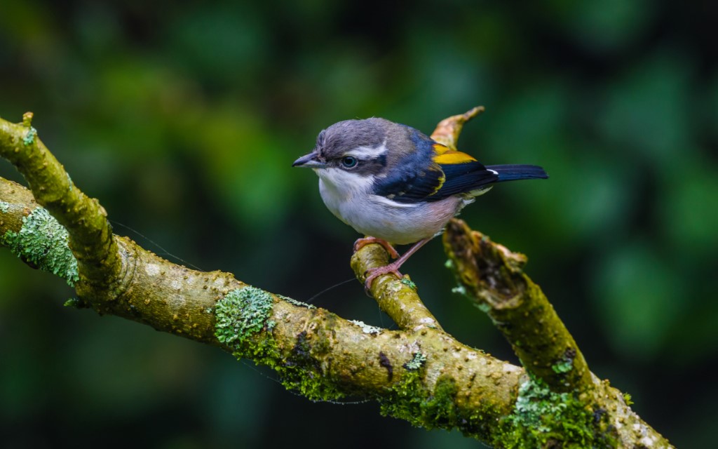 Perching Birds